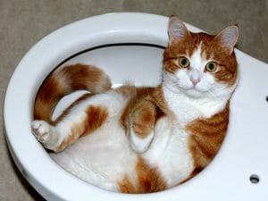 A red and white cat sitting in a toilet bowl.