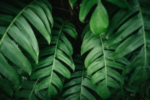 Green Leaves Pattern of Monstera Pinnatipartita (Siam Monstera) Plant, Natural Lush Foliages of Leaf Texture Backgrounds